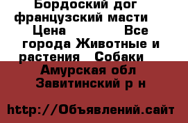 Бордоский дог ( французский масти)  › Цена ­ 50 000 - Все города Животные и растения » Собаки   . Амурская обл.,Завитинский р-н